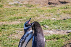 IMG_5251