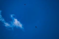 IMG_5915