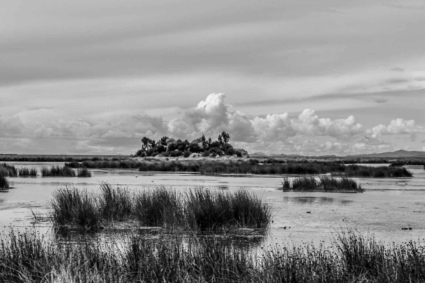 IMG_4649