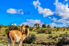 IMG_5534